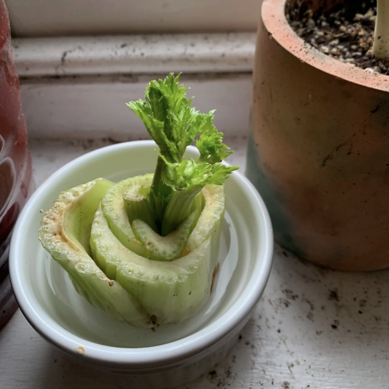 Sustainable kitchen products  regrowing food scraps