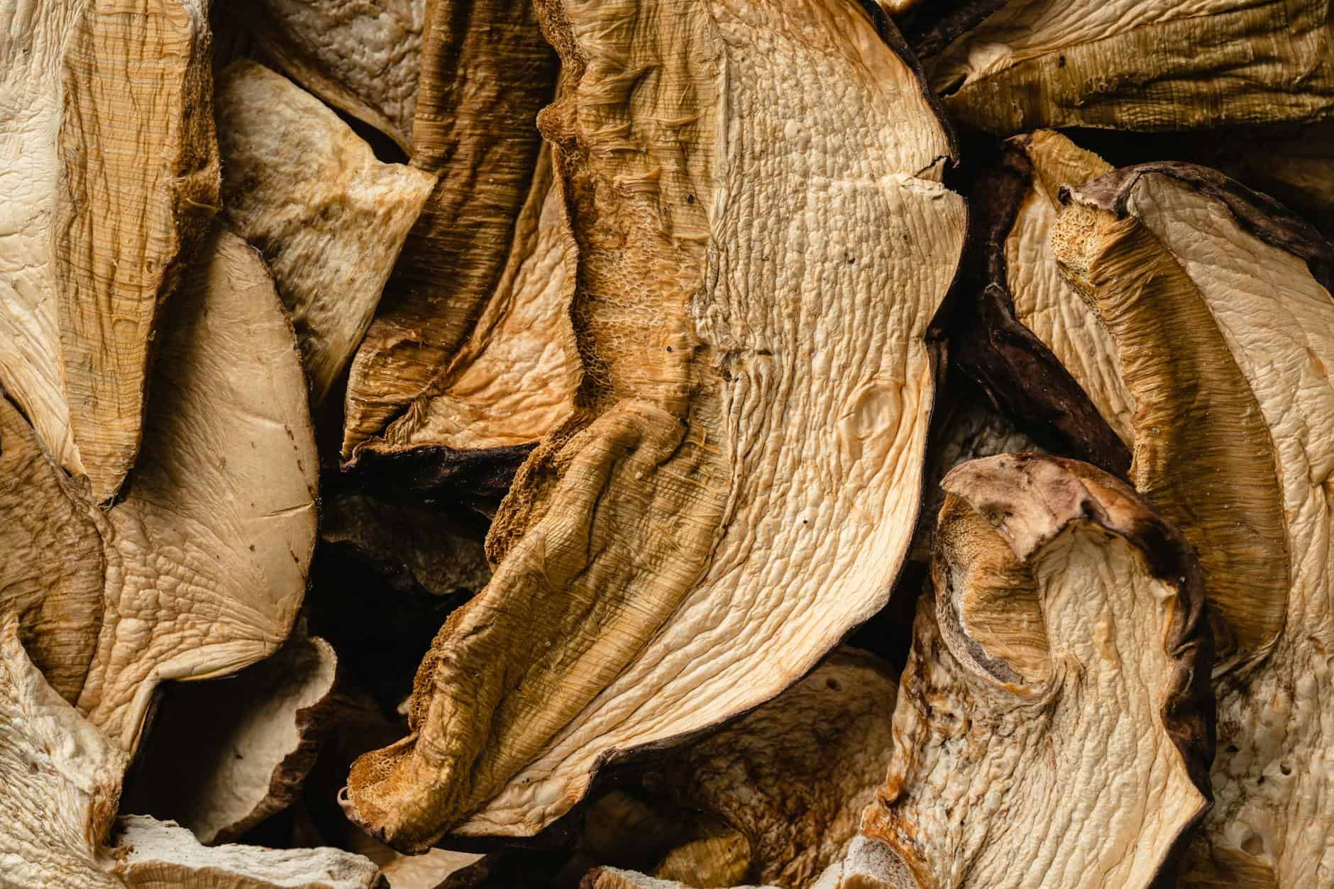 dried mushrooms in close up photography