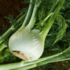 how to substitute fennel